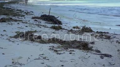 塞舌尔。 普拉斯林岛。 热带海岛豪华度假.. 海藻躺在海边的沙滩上.. 旅游、度假